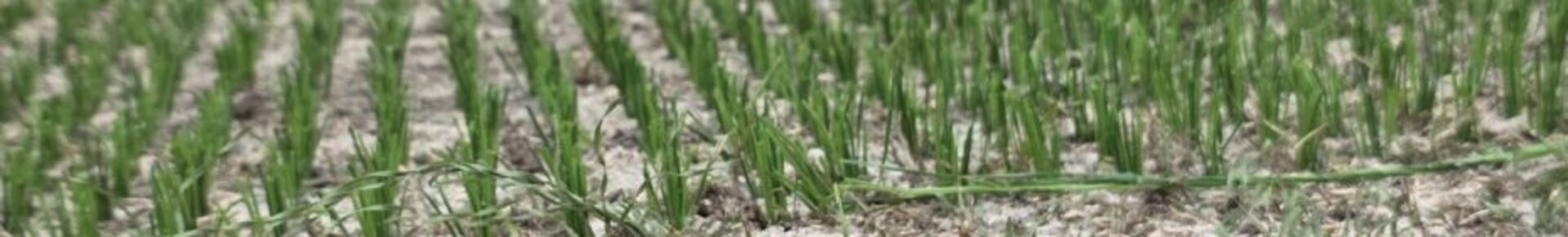 26 08 06 Inprikken kunstgras hybride vezel in veld