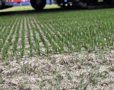 26 08 06 Inprikken kunstgras hybride vezel in veld