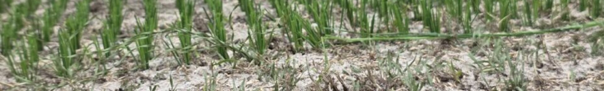 26 08 06 Inprikken kunstgras hybride vezel in veld