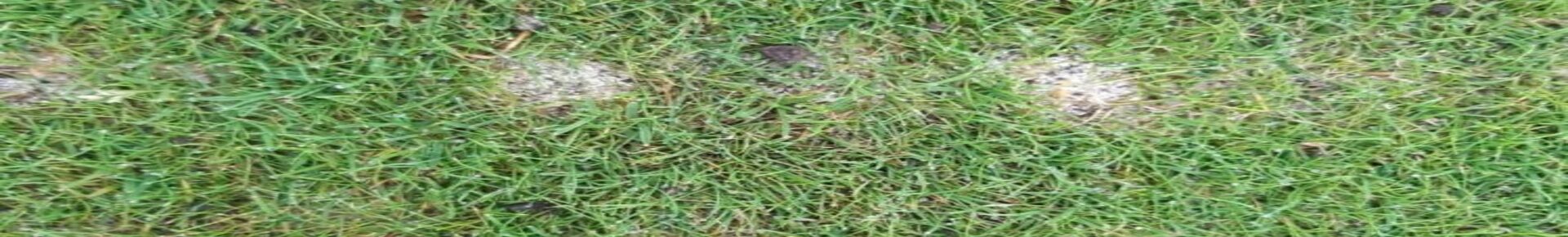 gras