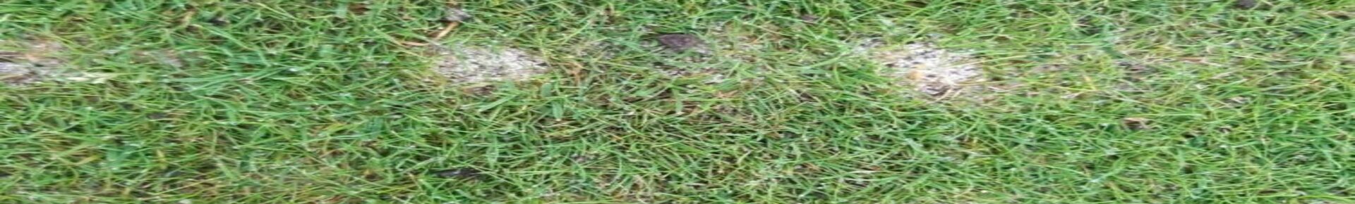 gras